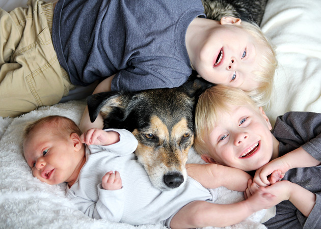 How Important Is Social Status To Your Dog?