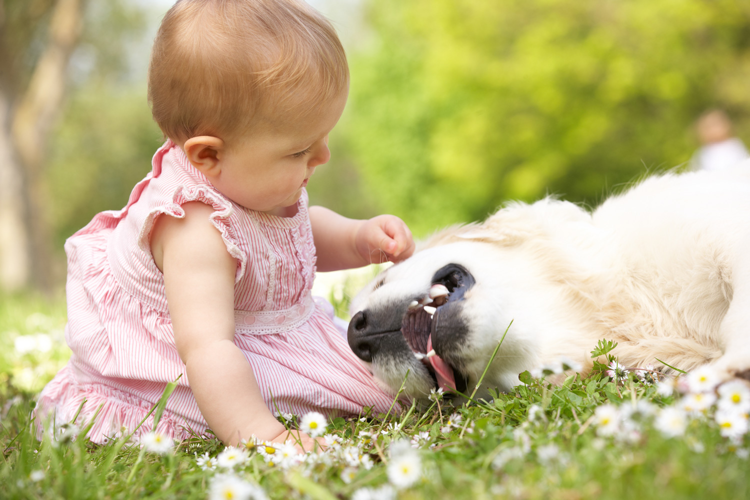 5 Steps To A Childproof Dog - Good Dog Happy Baby