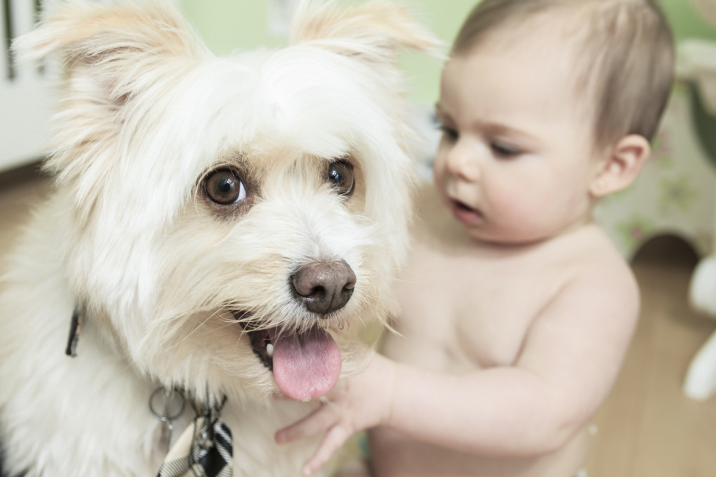 the best dogs for kids