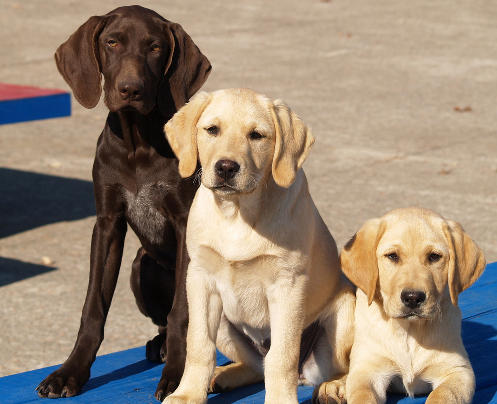 dog training techniques