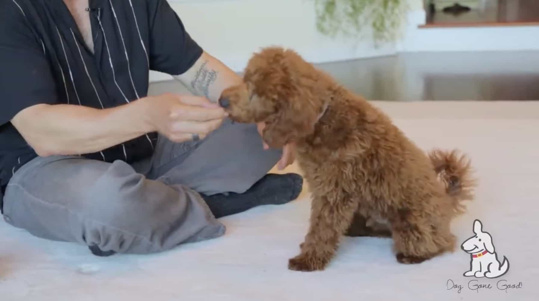 Training Video Series Dog Gone Good