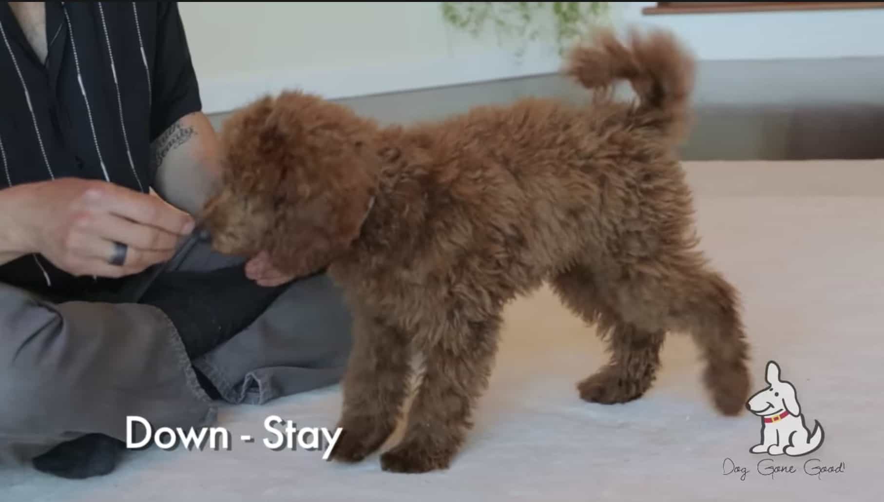 How to Teach Down-Stay to a Puppy