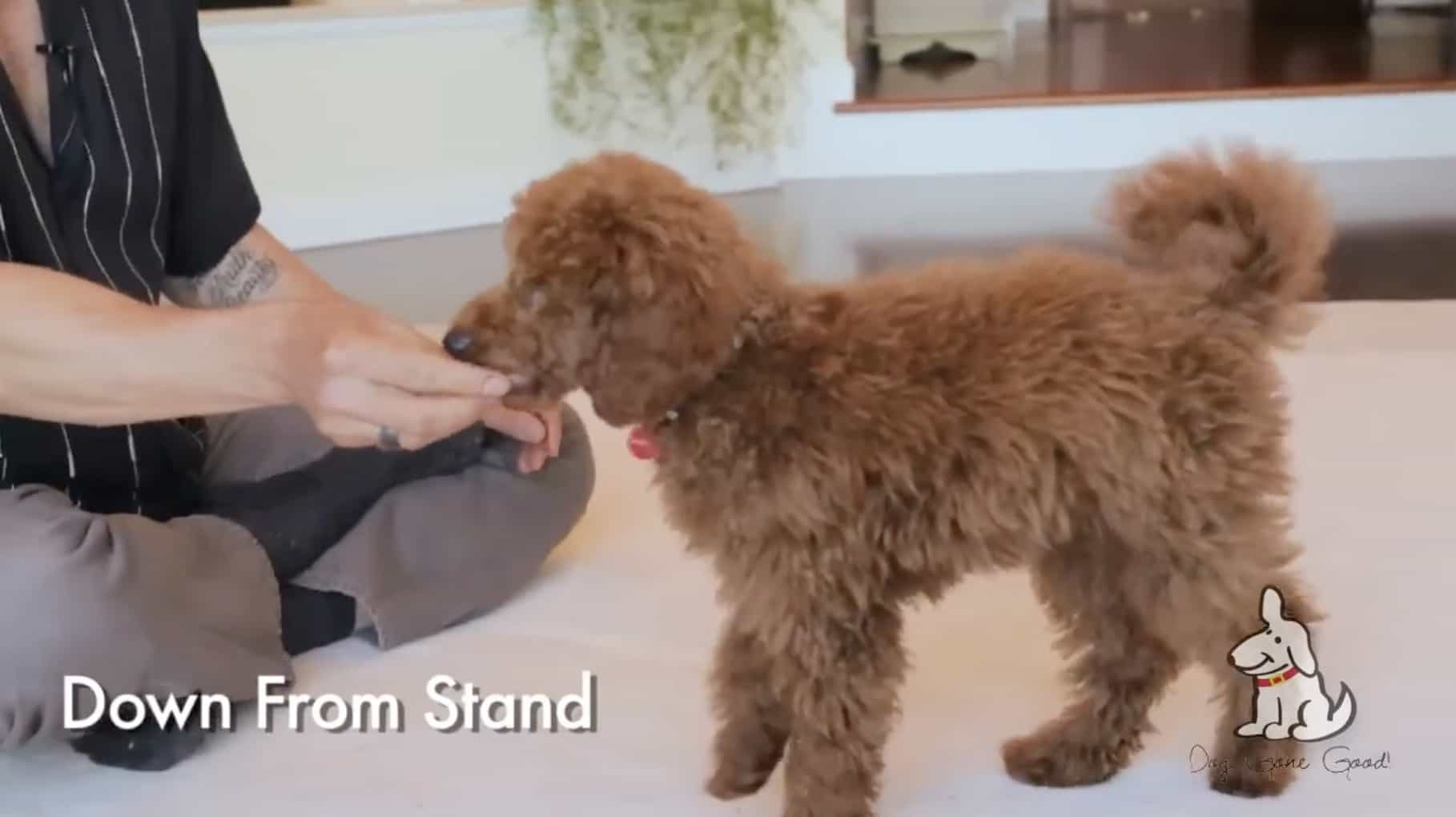 Teaching Down to Stand to a Puppy